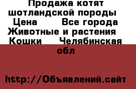 Продажа котят шотландской породы › Цена ­ - - Все города Животные и растения » Кошки   . Челябинская обл.